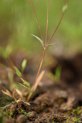 BUITEN BEELD Foto: 439744