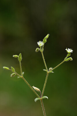 BUITEN BEELD Foto: 439746