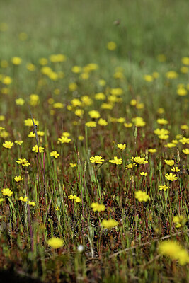 BUITEN BEELD Foto: 439749