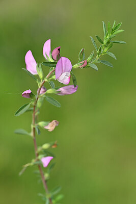 BUITEN BEELD Foto: 439753