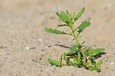 BUITEN BEELD Foto: 439754