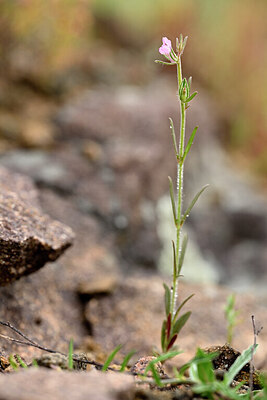 BUITEN BEELD Foto: 439757