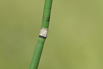 BUITEN BEELD Foto: 439759