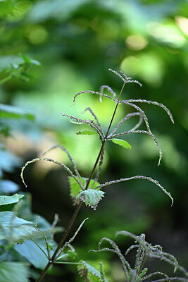 BUITEN BEELD Foto: 439760