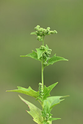 BUITEN BEELD Foto: 439762