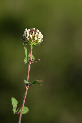 BUITEN BEELD Foto: 439764