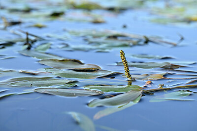 BUITEN BEELD Foto: 439765