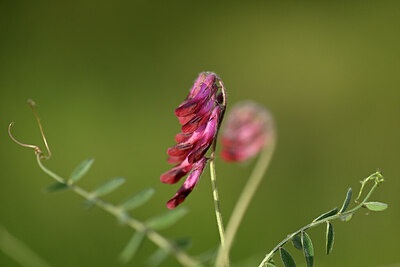 BUITEN BEELD Foto: 439766