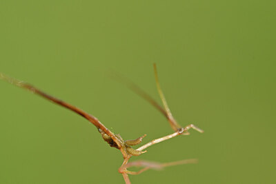 BUITEN BEELD Foto: 439767