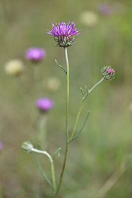 BUITEN BEELD Foto: 439769