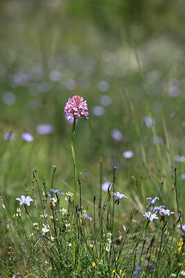 BUITEN BEELD Foto: 439774