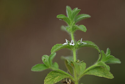 BUITEN BEELD Foto: 439777