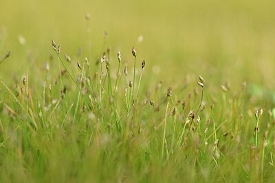 BUITEN BEELD Foto: 439778