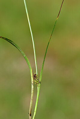 BUITEN BEELD Foto: 439779