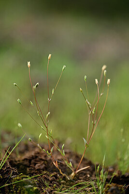 BUITEN BEELD Foto: 439783