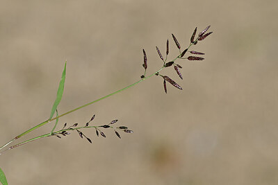 BUITEN BEELD Foto: 439784