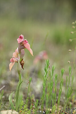 BUITEN BEELD Foto: 439785