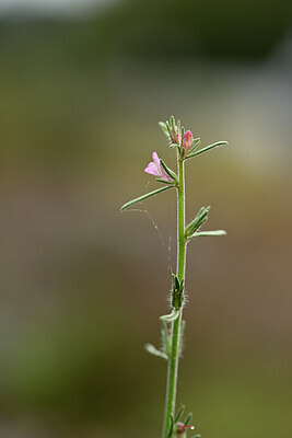 BUITEN BEELD Foto: 439787