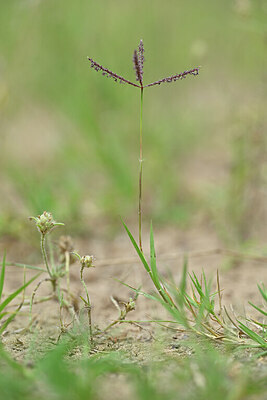 BUITEN BEELD Foto: 439788