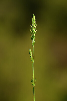 BUITEN BEELD Foto: 439790