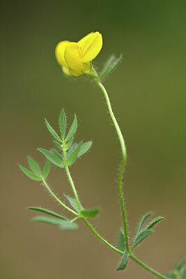 BUITEN BEELD Foto: 439793
