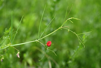 BUITEN BEELD Foto: 439797