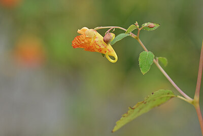 BUITEN BEELD Foto: 439800