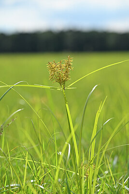 BUITEN BEELD Foto: 439804