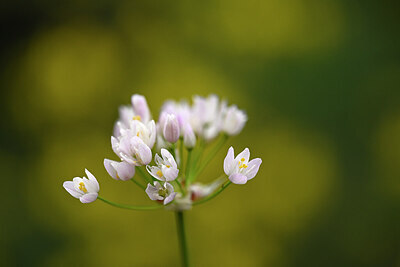 BUITEN BEELD Foto: 439805
