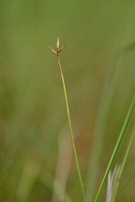 BUITEN BEELD Foto: 439806