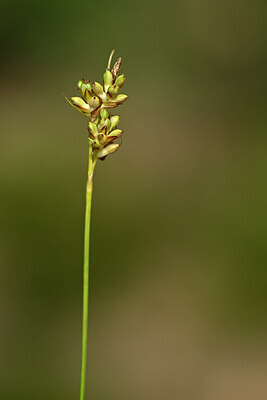 BUITEN BEELD Foto: 439807
