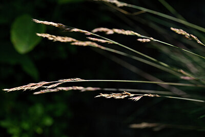 BUITEN BEELD Foto: 439809