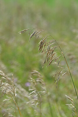BUITEN BEELD Foto: 439812