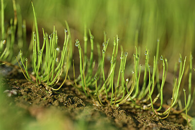 BUITEN BEELD Foto: 439813