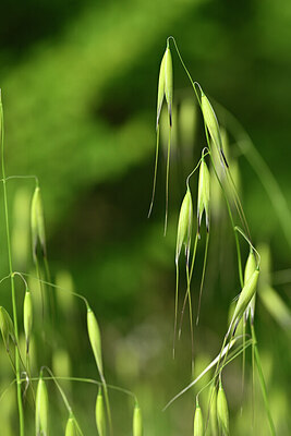 BUITEN BEELD Foto: 439815