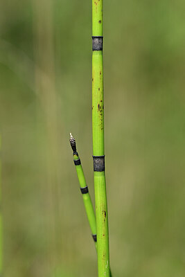 BUITEN BEELD Foto: 439817