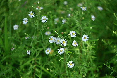 BUITEN BEELD Foto: 439818