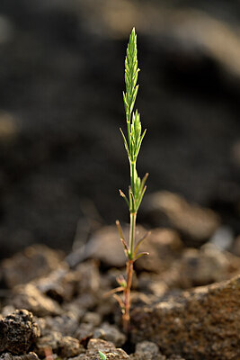 BUITEN BEELD Foto: 439820