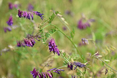 BUITEN BEELD Foto: 439822