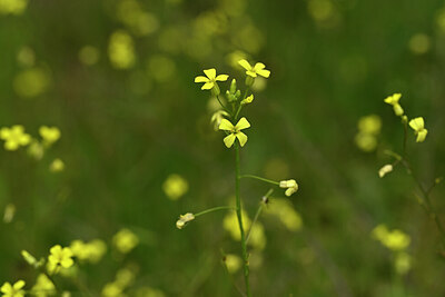 BUITEN BEELD Foto: 439823