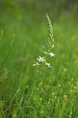 BUITEN BEELD Foto: 439825