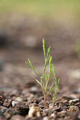 BUITEN BEELD Foto: 439827