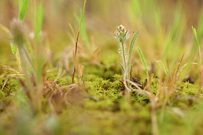 BUITEN BEELD Foto: 439831
