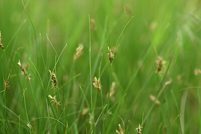 BUITEN BEELD Foto: 439832