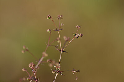 BUITEN BEELD Foto: 439835