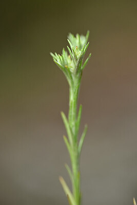 BUITEN BEELD Foto: 439837