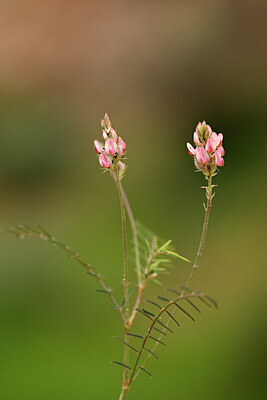 BUITEN BEELD Foto: 439839