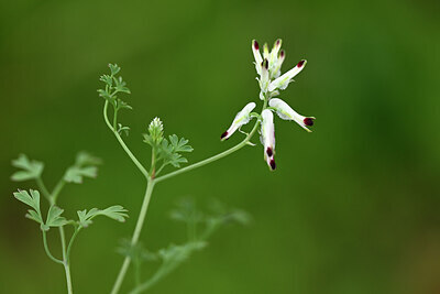 BUITEN BEELD Foto: 439841