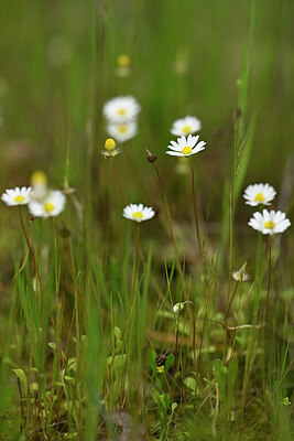 BUITEN BEELD Foto: 439845