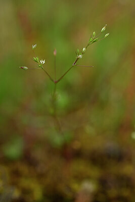BUITEN BEELD Foto: 439847
